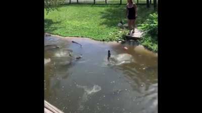 Text from friends Facebook post: &ldquo;Went to the zoo today and a woman dropped her wallet in the alligator enclosure. So she went INSIDE the enclosure to get it as well as her child. Meanwhile shes screaming at him that it&rsquo;s fault. This was honestly the craz