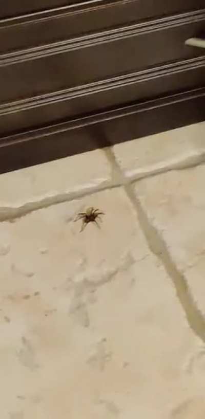 2 humans vs 1 spider...