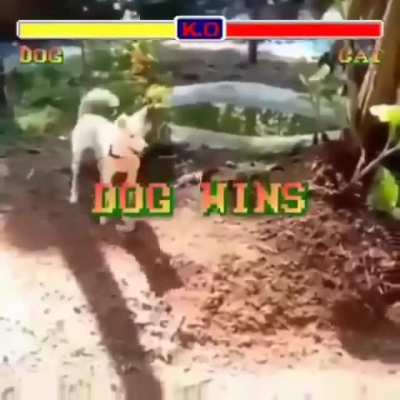 diga quem &eacute; o cachorro e o gato na vida real
