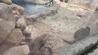 After a big lunch it&rsquo;s nap time with the Zoo Knoxville otter boys.