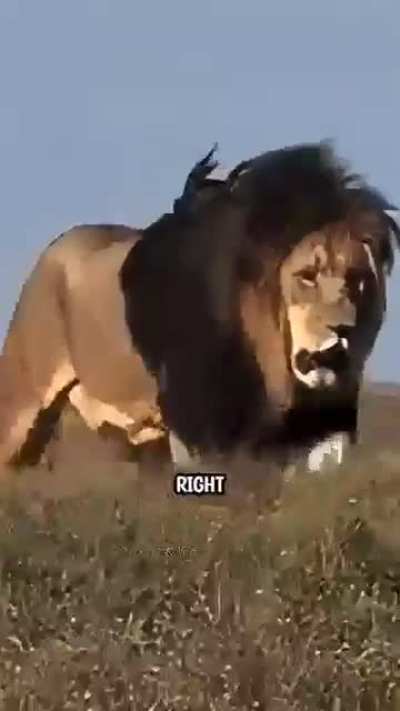 Blursed hunters