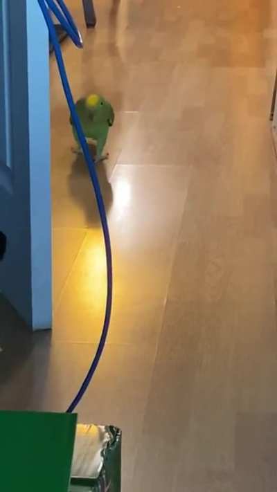 He knows he&rsquo;s not supposed to walk around
