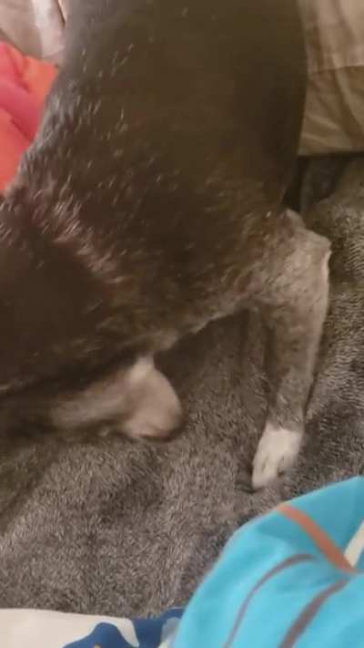 He does this until you cover him with a blanket