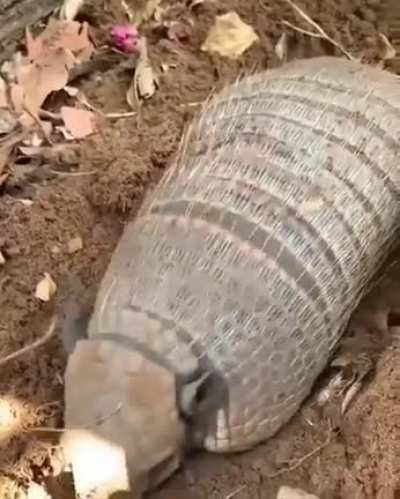 Is a corpse?