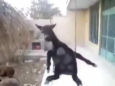 Donkey swing