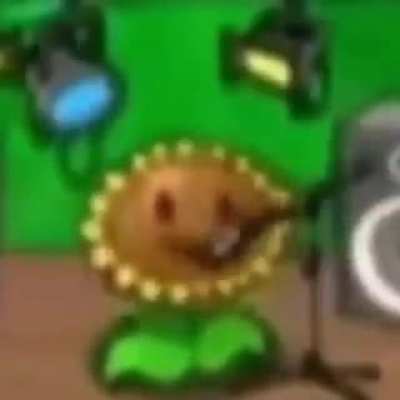 Girasol Bachatero