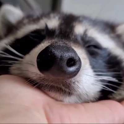 Sleepy boi