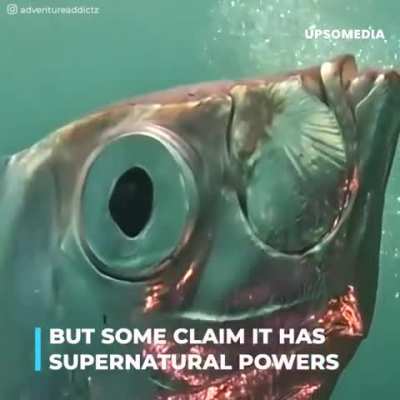 How rare are they?