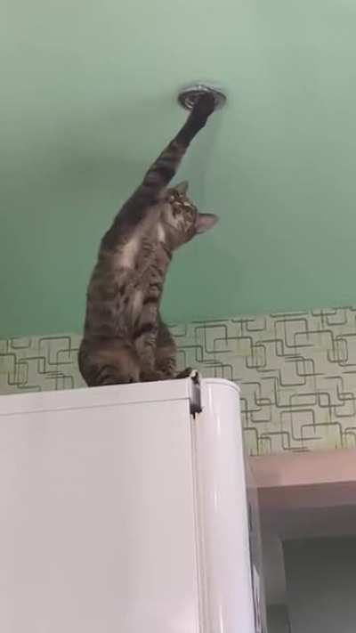 oops, too curious a cat...