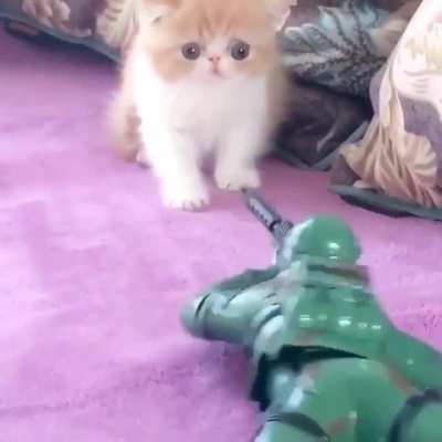 Scared kitty