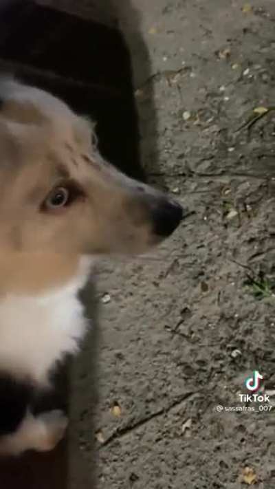 Pupper is a bit, noisy!