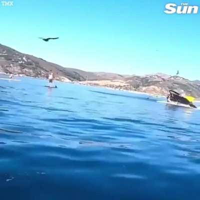 Man gets eaten by whale (kind of, not really)