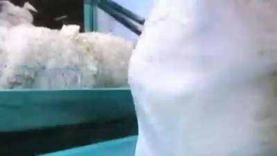 Peeling sheep