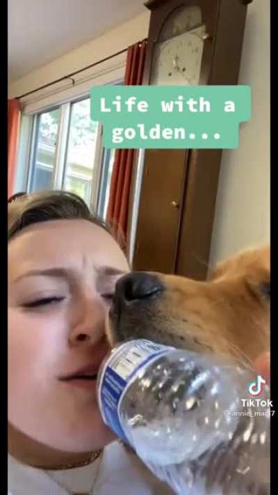 Life with a golden