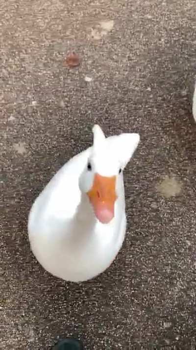 Fed the goose