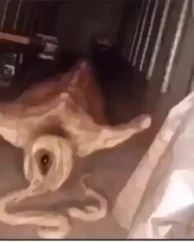 Cursed af
