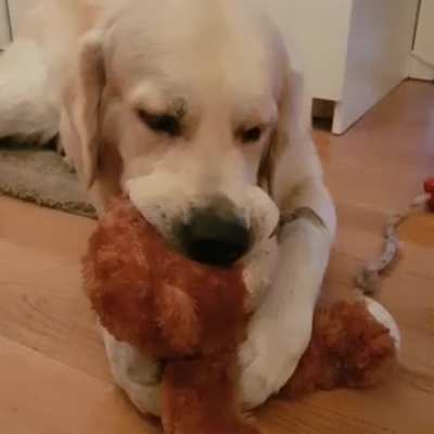 This is Nacho. He likes to snuggle his teddybear when he&rsquo;s sleepy. ❤️