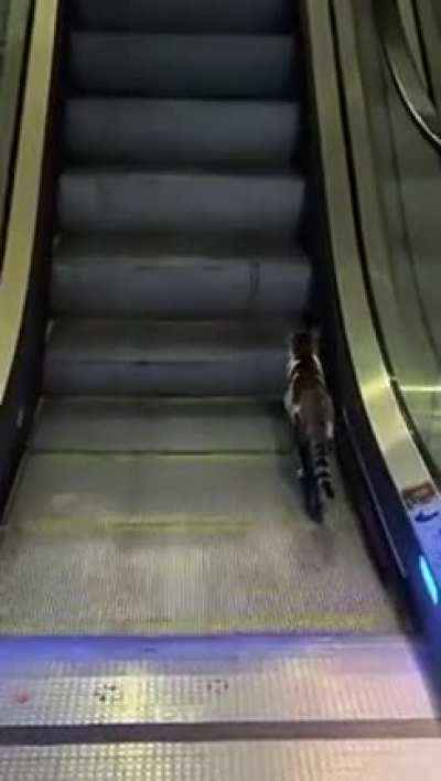 Cats are smart they said 😃