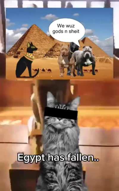 Fard cat