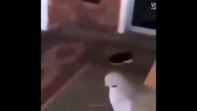 pajaro