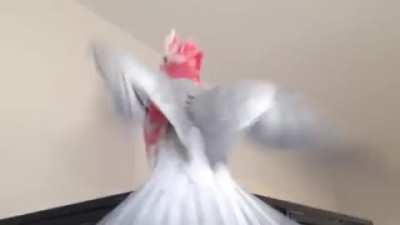 Birb