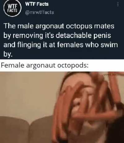 Y E E T