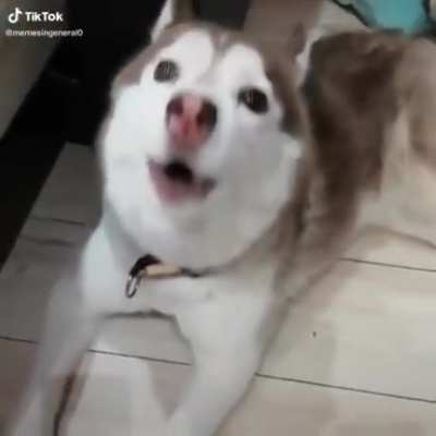 Que uivado fofo!