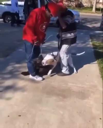 This is why old niggas shouldn&rsquo;t have pitbulls