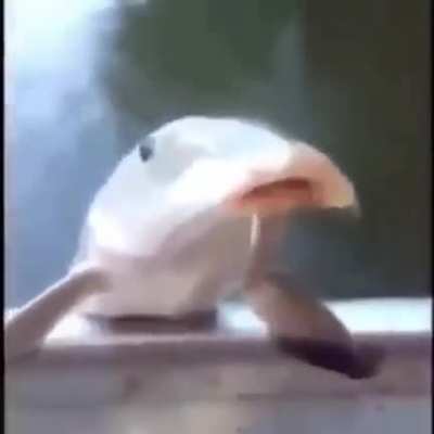 Fish 👍