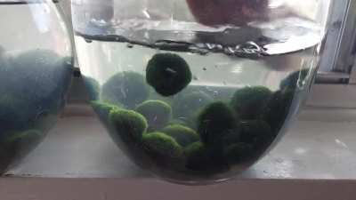 Marimo quarantine 3-6 months min before adding to "clean" jars!!!