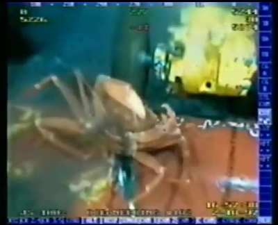Krabs