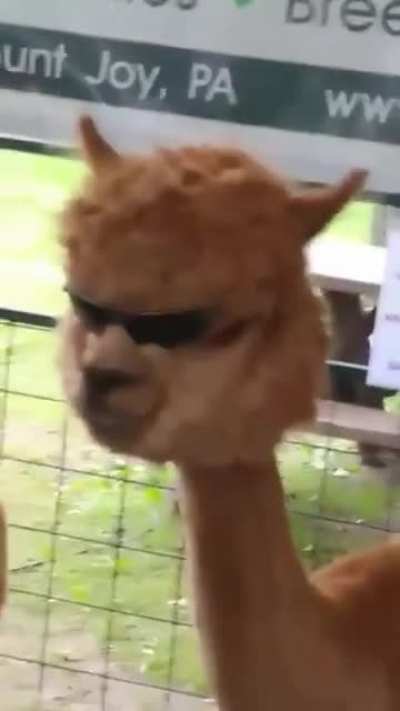 Nego Lhama, entre o sucesso e a lama