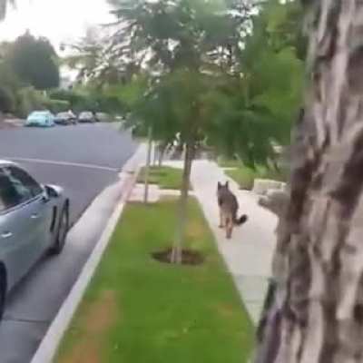 German Shepard realizes owner isn&rsquo;t behind him anymore.