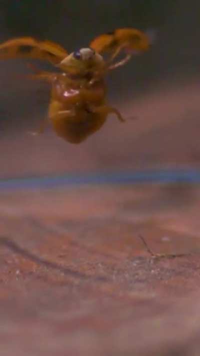 My Beetple need me!
