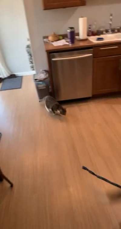 Our puppy found a way to play with the kitten