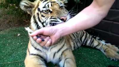 Удаление зуба