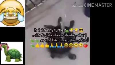Halal turtle movie no pork! 🐢🐢🐢 👍😎👍بدون لحم خنزير دولار full movie! !!! بدون أجر!!! ZERO HARAM!!! 😱👍 !!! فيلم bollywood 😍 بوليوود كامل ستين petr grifn APPROVED!! 🙏🙏🙏😱😱👍 دقيقة !!! لا احتيال !! فقط طفل مجاني ورائع عودة أنيمي القرف !!! No scam download no vi