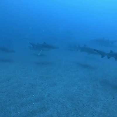 Incredible dive on the Caribsea (7/14/21)