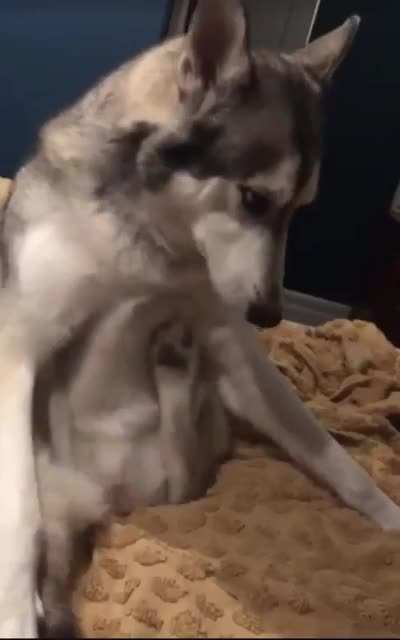 scritch scratch