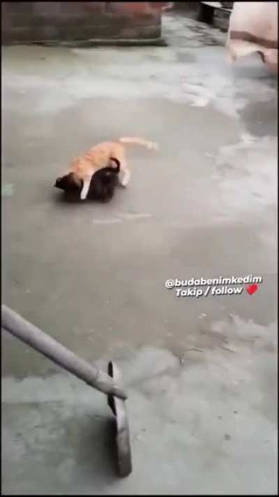Нападение стаи собак на котика