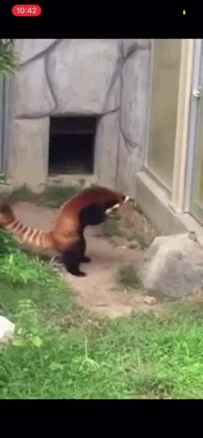 The fact that Pabu exists or the fact that he&rsquo;s trying to earth bend.