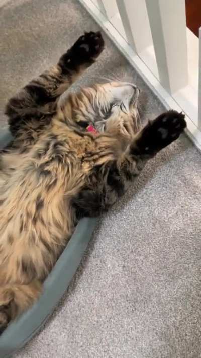 How my cat sleeps every night. Do cats normally do this?? &eth;