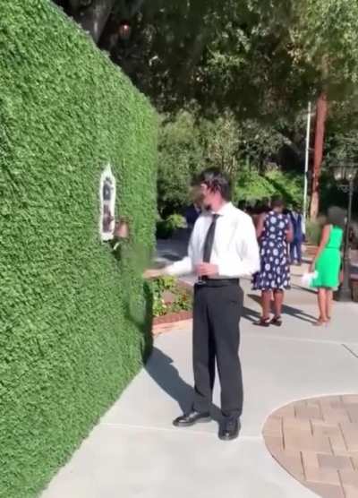 Champagne shrubbery
