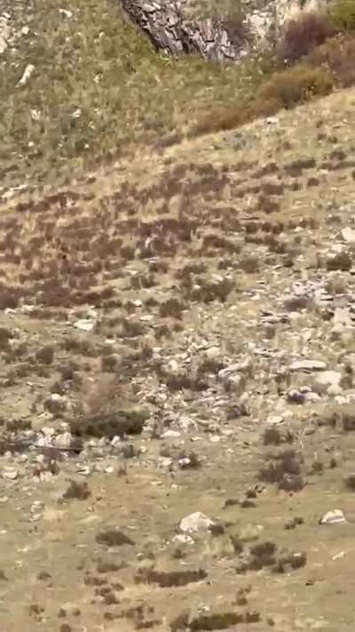 Bigfoot possibly spotted in Colorado by people on train