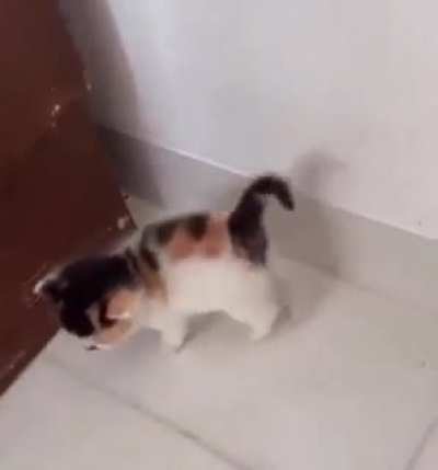 ;"v