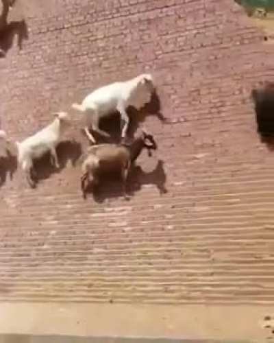 Gravity? Nope, never heard of it