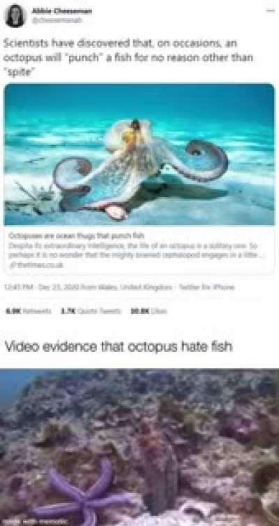 Octopus don&rsquo;t take shit from no one