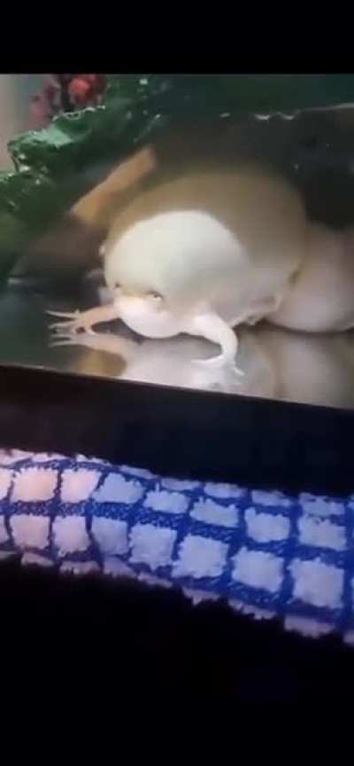 Cursed frog