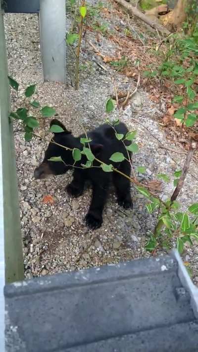 Woman helping a black bear remove a container off it's head