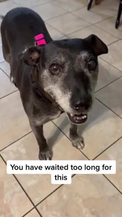 A friendly dog was finally adopted after being 7 years in shelter